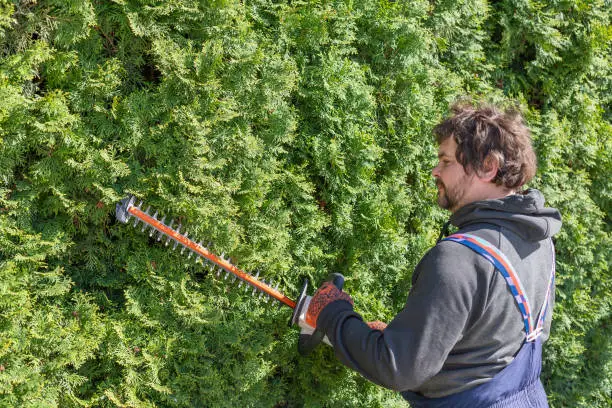 Male gardener in uniform using electric hedge cutter for work outdoors. Caucasian man shaping overgrown thuja during summer time. Gardening at summer.