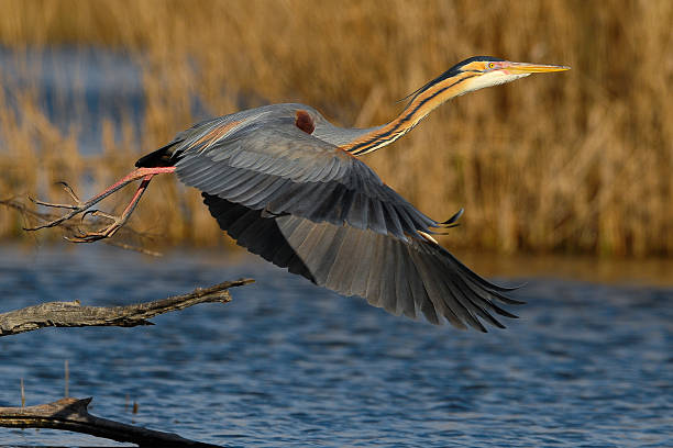 Red Egret starting fly in a lagoon stock photo