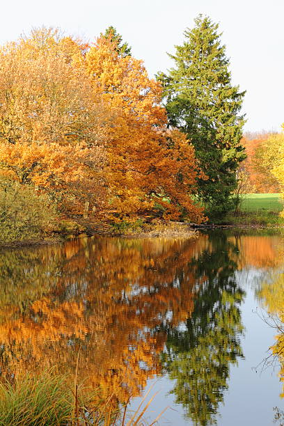 istock Autumn trees mirror in the river 150500147