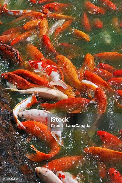 Koi Carp Stock Photo - Download Image Now - Abundance, Aquaculture, Aquatic Mammal