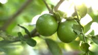 istock Lime Citrus Fruit Slice of Food Juicy Lemon Fruit Juice  OrganicHealthy Eating Freshness 1505016331