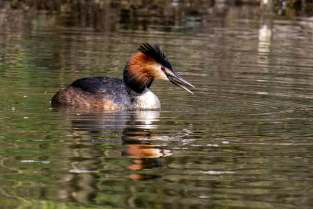 Great Crested Grebe, Podiceps cristatus has caught a fish. Great Crested Grebe, Podiceps cristatus has caught a fish. Bird with beautiful orange colors, a water bird with red eyes. It is the largest member of the grebe family found in the Old World. great crested grebe stock pictures, royalty-free photos & images