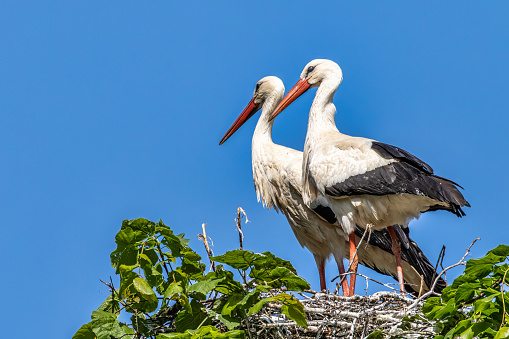 A young white stork struts through tall, green grass. His gaze sharpened for possible prey. Nearby is his eyrie, where the young are already waiting for him.