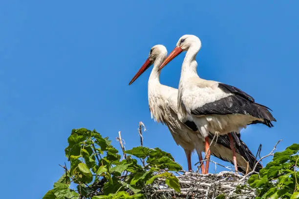 White Stork, Ciconia ciconia on the nest in Oettingen, Swabia, Bavaria, Germany in Europe. Ciconia ciconia is a bird in the stork family Ciconiidae.Its plumage is mainly white, with black on its wings