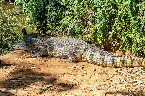Broad-snouted caiman, Caiman latirostris in Iguazu National park, Foz do Iguacu, Parana State, South Brazil