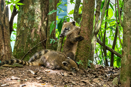 Family of South American Coati, Ring-tailed Coati, Nasua nasua at Iguazu Falls, Puerto Iguazu, Argentina. A common species of Coati present near Iguassu Falls.