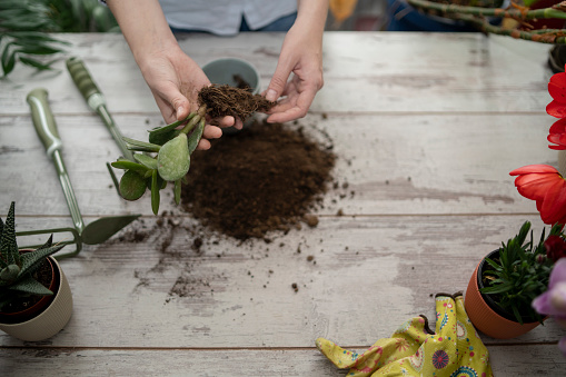 lovely housewife with flower in pot and gardening set