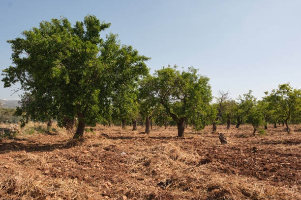 istock Sicilian Almond Trees 1505025969