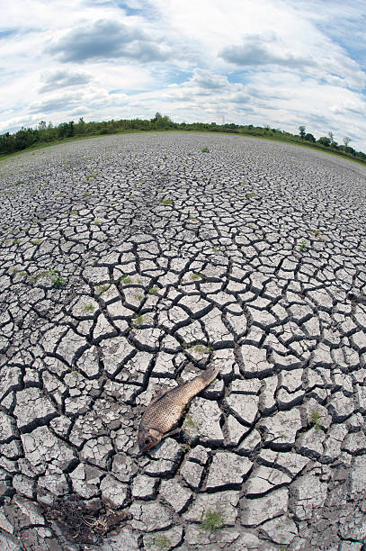istock Dead fish on dry wetland 150504590