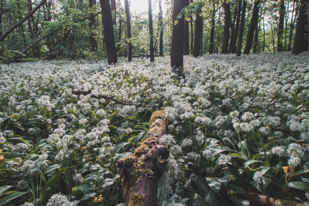 foresta ricoperta di aglio orso bianco in fiore, allium ursinum, durante i mesi primaverili. i fiori bianchi conferiscono alla foresta una qualità soprannaturale - herbal medicine nature ramson garlic foto e immagini stock