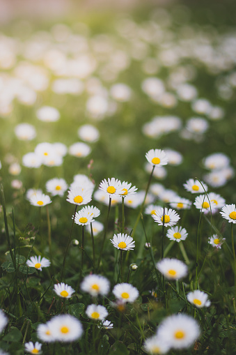 Field of daisies in green grass in summer weather. Photo full of Bellis perennis. A romantic flower full of tenderness, love and reassurance.