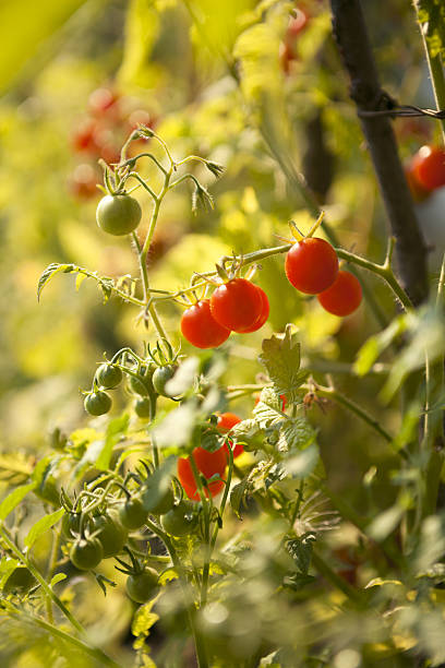 Tomatoes on Bush stock photo