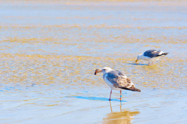 Seagulls searching for food along the shore after low tide.