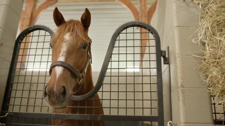 Cute, Curious Thoroughbred Race Horse Standing and Looking at Camera in a Barn