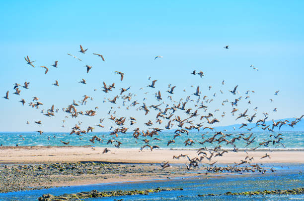 istock Brown Pelicans Swiftly Ascending from Shallow Waters in Malibu's Coastline 1505054854