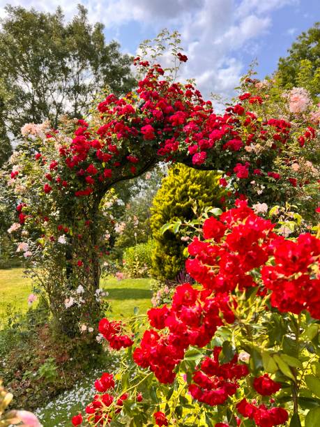 A country Rose garden in bloom.