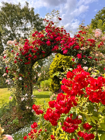 Rose climbers in this beautiful garden.