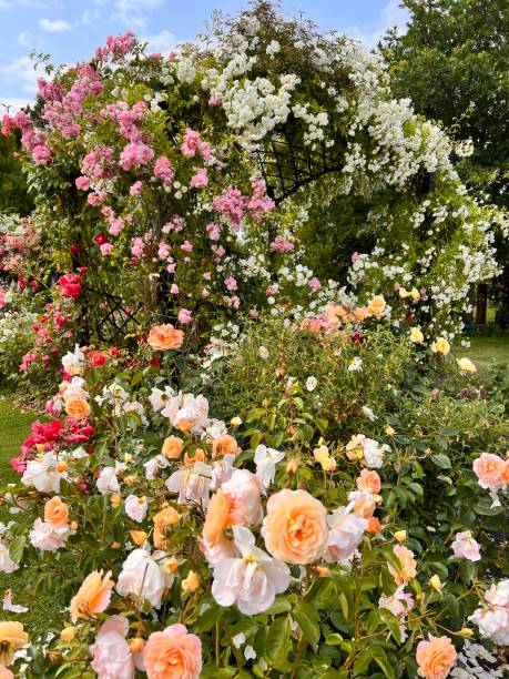 istock Rose garden in full bloom. 1505072801