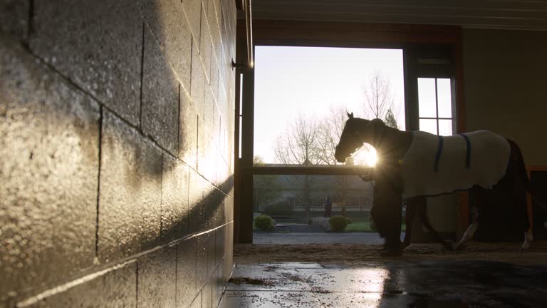 Trainer Walking Out a Blanketed Race Horse on a Dirt Track in a Barn