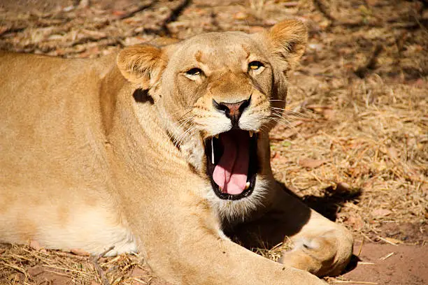 A female brown lion relaxing in the winter sun. Limpopo Province, South Africa.