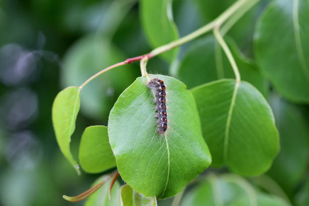 istock Brown-tail Moth Euproctis chrysorrhoea Caterpillar on the eaten leaf of a tree in the orchard. 1505089111