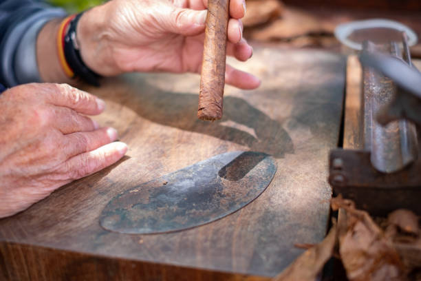 istock Process of making traditional cigars from tobacco leaves with your hands using a hand device. Tobacco leaves for making cigars. Close up of hands making cigars. 1505089498