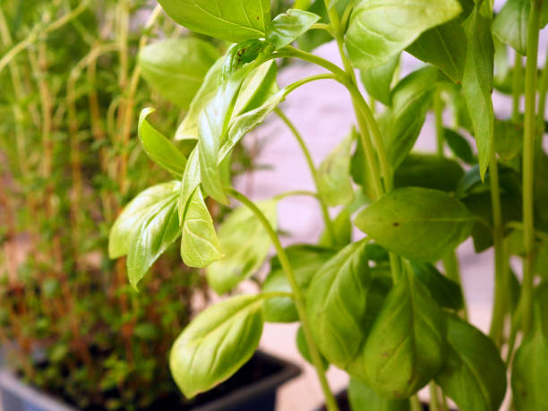 istock Homegrown Basil Leaves and Herbs 1505097541