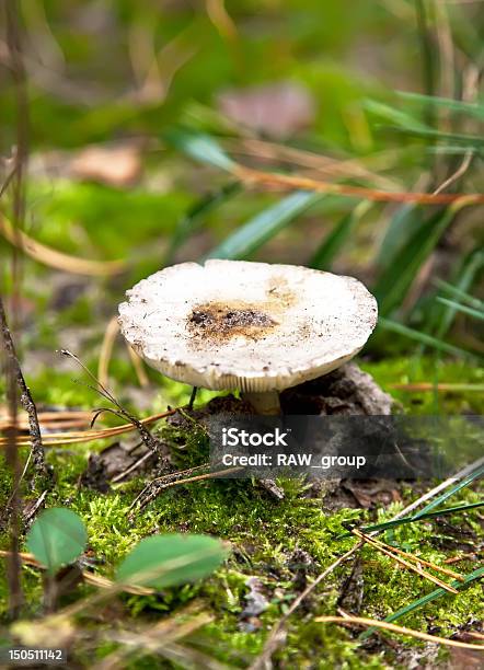 Foto de Russule Cogumelo e mais fotos de stock de Alimentação Saudável - Alimentação Saudável, Amanita parcivolvata, Beleza natural - Natureza