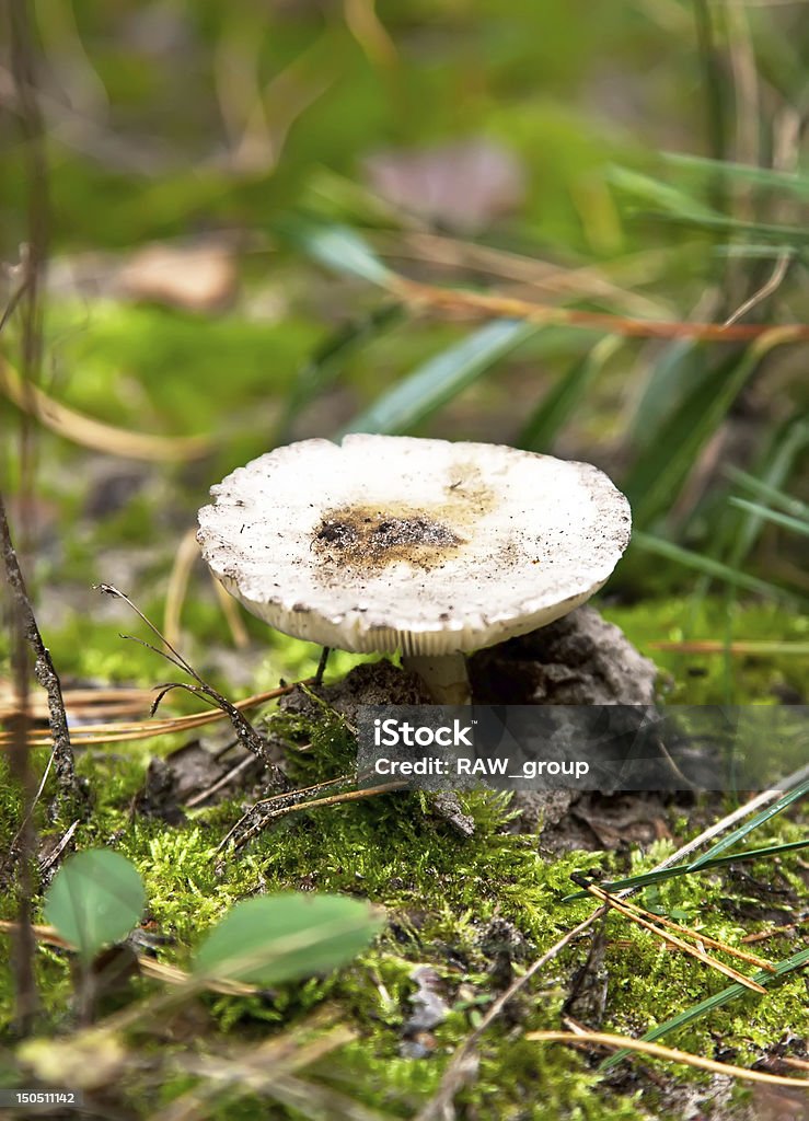 Russule гриб - Стоковые фото Amanita parcivolvata роялти-фри