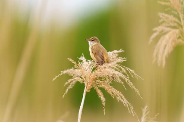 kleiner brauner teichrohrsänger, der auf einem zarten goldfarbenen gras in einem üppigen feld sitzt - melodious warbler stock-fotos und bilder