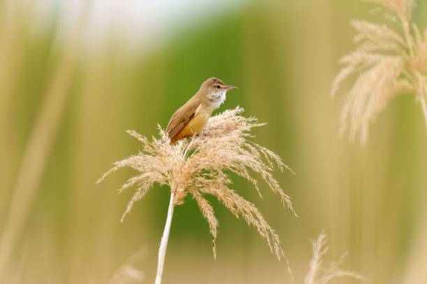 kleiner brauner teichrohrsänger, der auf einem zarten goldfarbenen gras in einem üppigen feld sitzt - melodious warbler stock-fotos und bilder