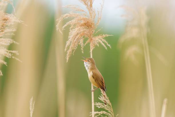 kleiner brauner teichrohrsänger, der auf einem zarten goldfarbenen gras in einem üppigen feld sitzt - melodious warbler stock-fotos und bilder