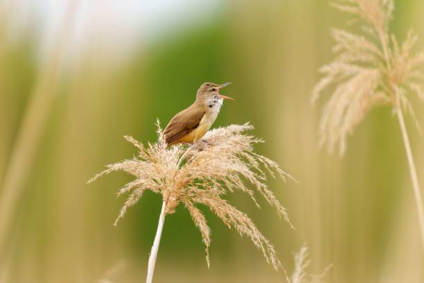 kleiner brauner teichrohrsänger, der auf einem zarten goldfarbenen gras in einem üppigen feld sitzt - melodious warbler stock-fotos und bilder