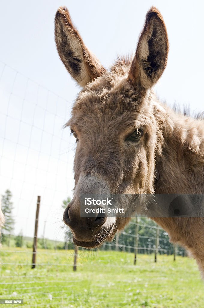 donkey - 로열티 프리 0명 스톡 사진