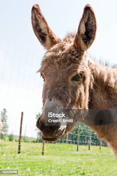 Donkey 0명에 대한 스톡 사진 및 기타 이미지 - 0명, 갈색, 노새