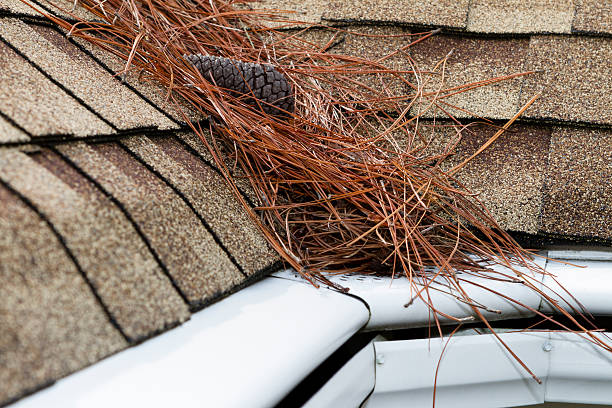 istock Pine Needles in a roof valley above a rain gutter. 150511969