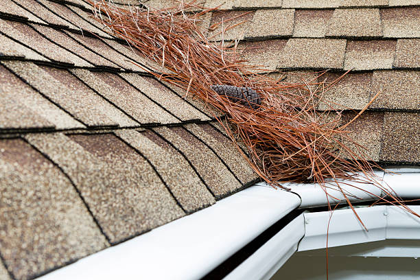istock Pine Needles in a roof valley above a rain gutter. 150511983