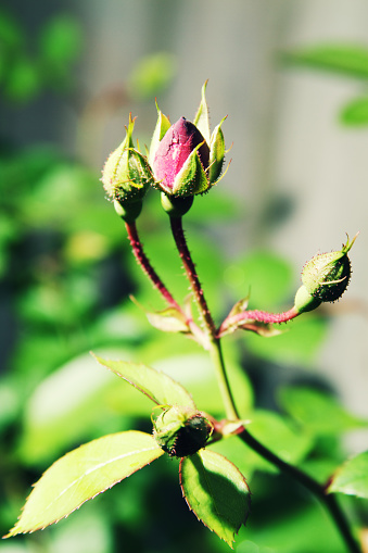 a rose plant with buds sprouting. 