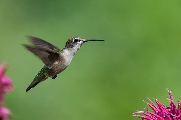 istock Ruby-throated hummingbird with purple flowers 150512271