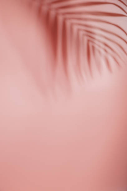 istock Palm leaves on pink background. 1505149991