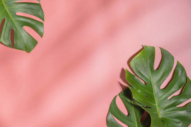 istock Monstera leaves on pink background. 1505151609