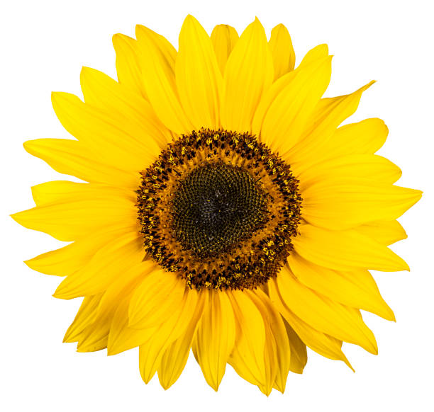 istock sunflower isolated on white background closeup.  Flat lay, top view. 1505153251