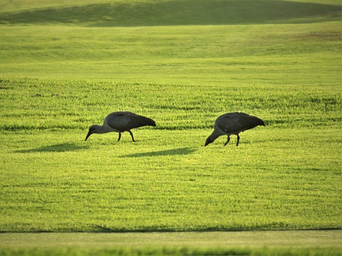 A couple of Hadada Ibis (Bostrychia Hagadash) in a field on a sunny day.