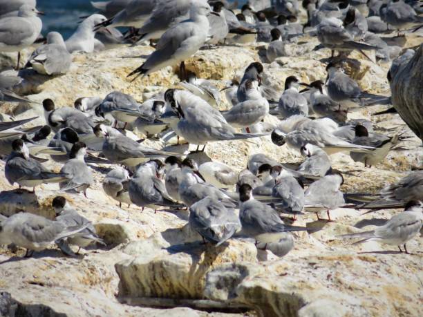 istock A Flock of Steridae on rock 1505157195