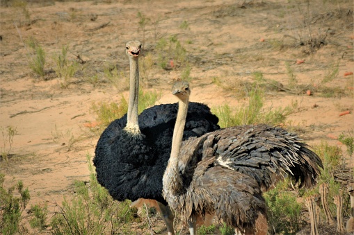 A Male and Female Ostrich in the Kalahari, South Africa