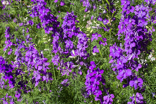 Blooming purple flowers in the garden. Close-up. Nature background.