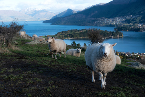 Sheep on the hill side of Deer Park Heights with the view of Queenstown, New Zealand South Island