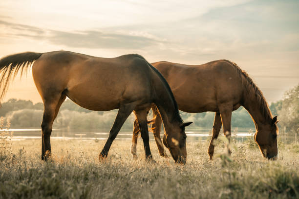 istock Two brown horses grazing in a field 1505171823