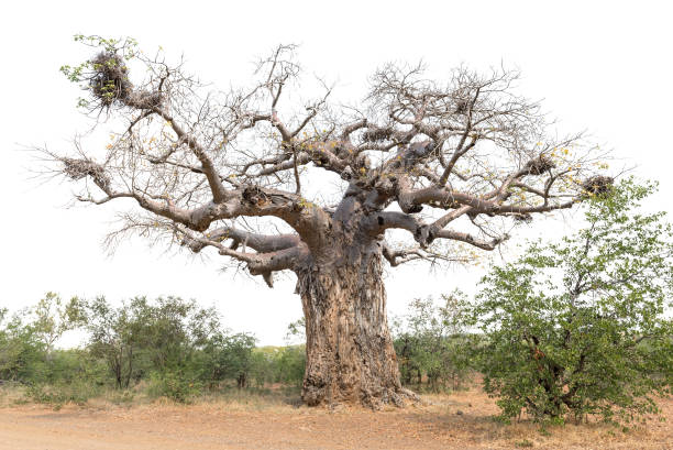 istock Baobab tree, Adansonia digitata. Isolated on white 1505181148