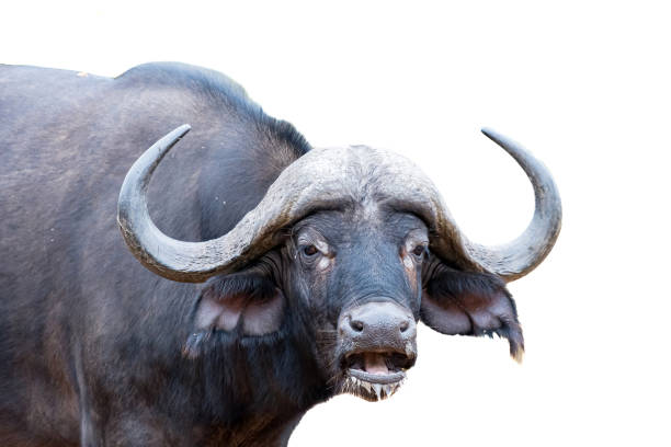 istock Cape Buffalo looking at the camera. Isolated on white 1505181707